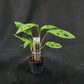 Monstera adansonii Valle Central Mini Form