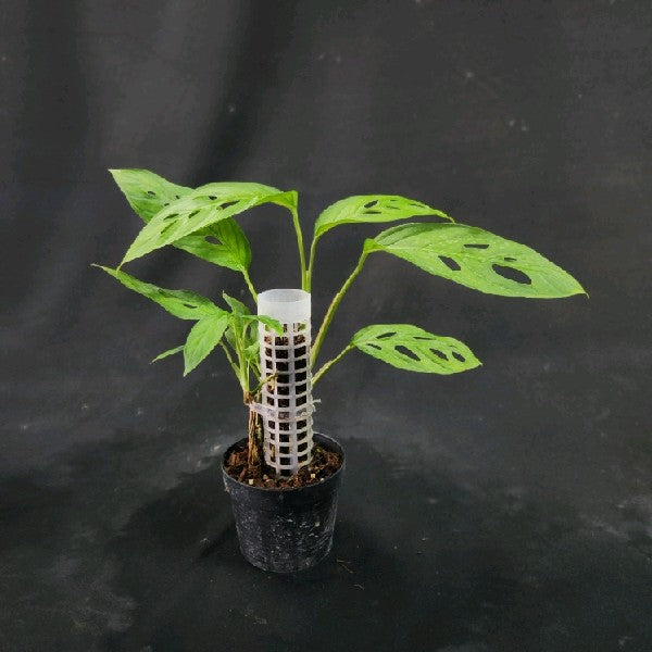 Monstera adansonii Valle Central Mini Form