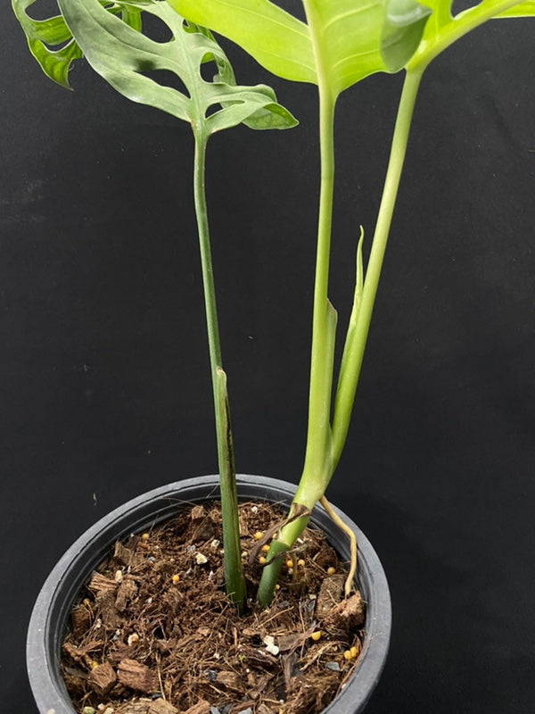 Monstera esqueleto