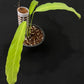 Monstera obliqua Tiwinza Narrow