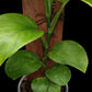 Monstera acuminata (M)