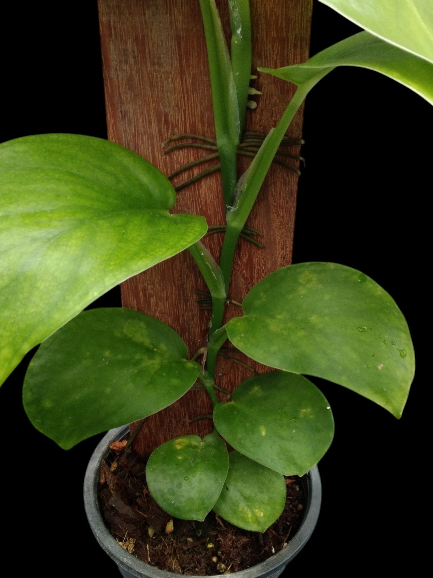 Monstera acuminata (M)
