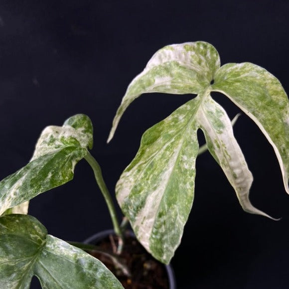 Amydrium medium variegated