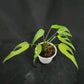 Monstera burle marx flame medium