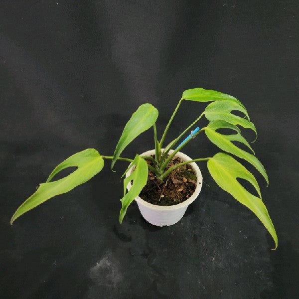 Monstera burle marx flame medium