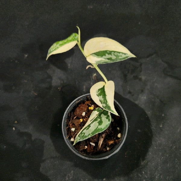 Scindapsus Mayari
