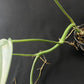 Rhaphidophora tetrasperma wild form