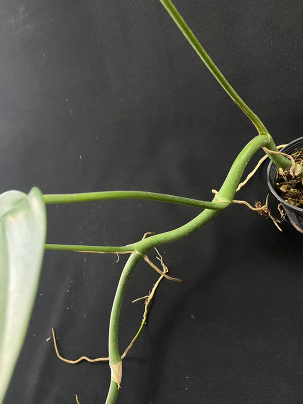 Rhaphidophora tetrasperma wild form
