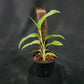 Monstera gracilis