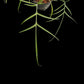 Philodendron polypodioides