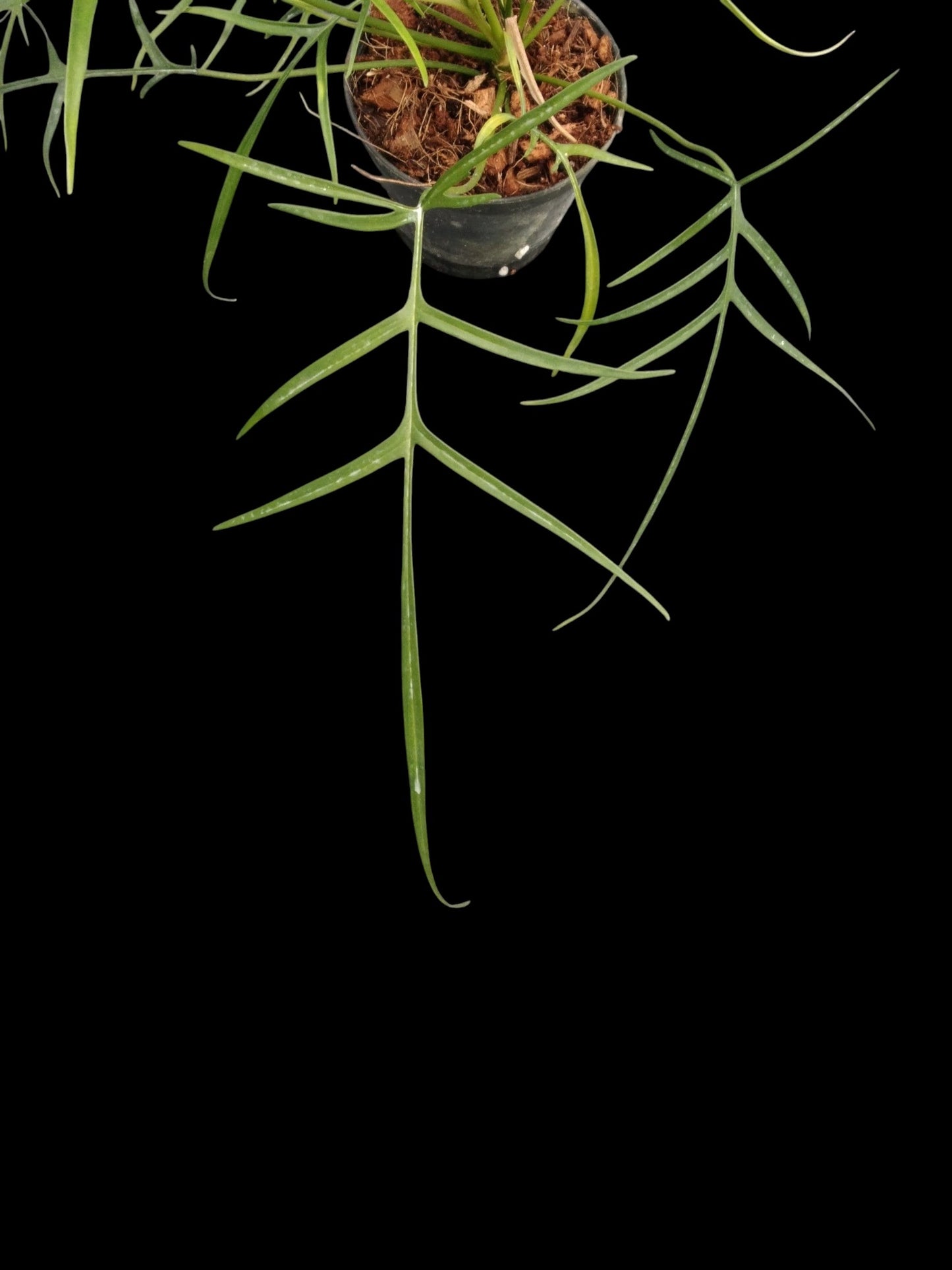 Philodendron polypodioides