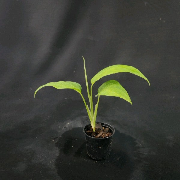 Monstera adansonii Block