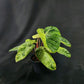 Philodendron El Choco Red x billietiae Marble