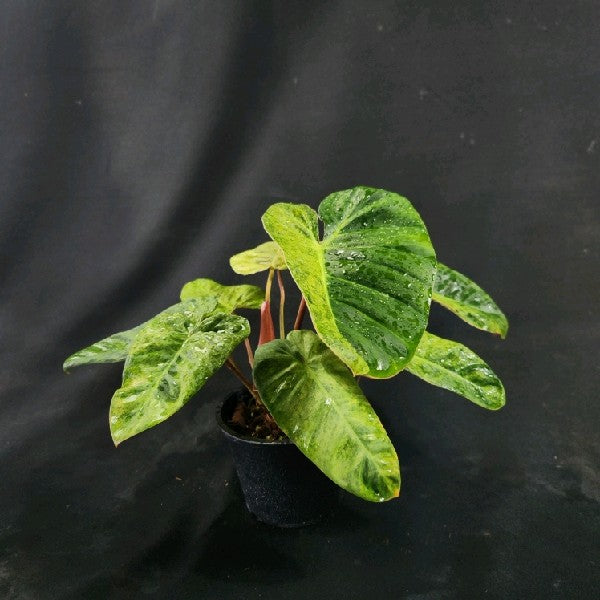 Philodendron El Choco Red x billietiae Marble