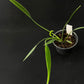 Philodendron Sucre Slim