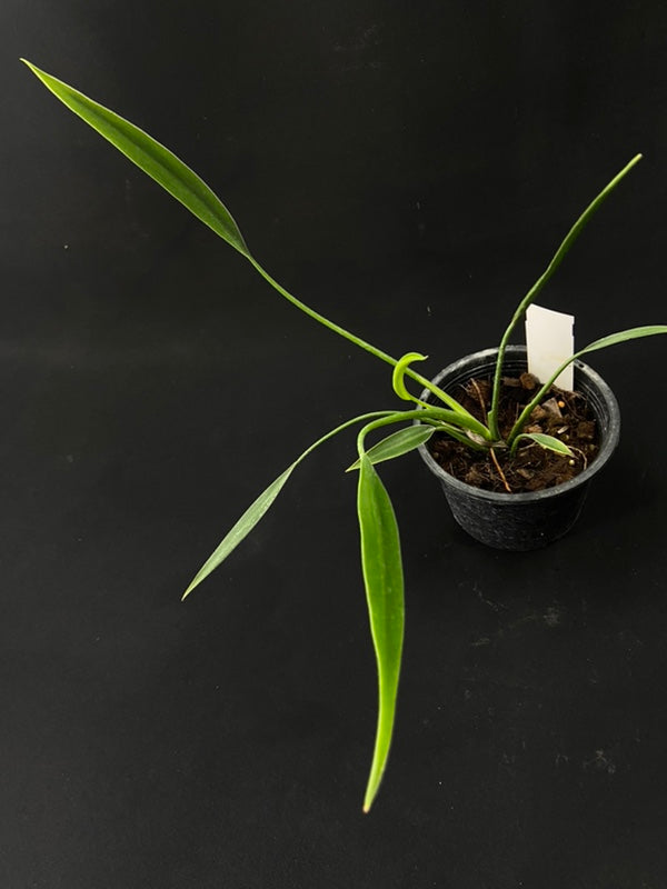 Philodendron Sucre Slim