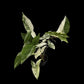Syngonium podophyllum albo