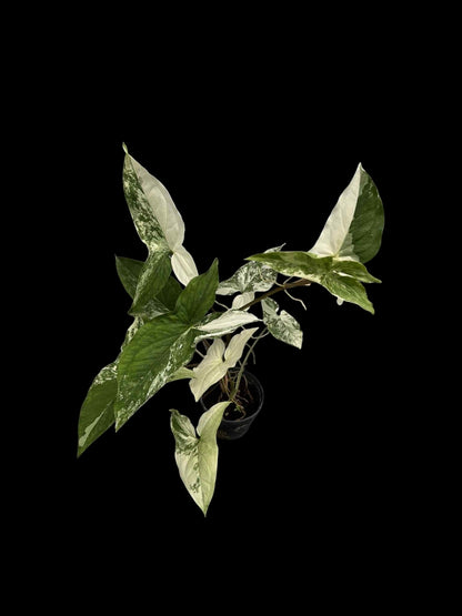 Syngonium podophyllum albo