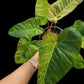 Philodendron El Choco Red x billietiae Marble