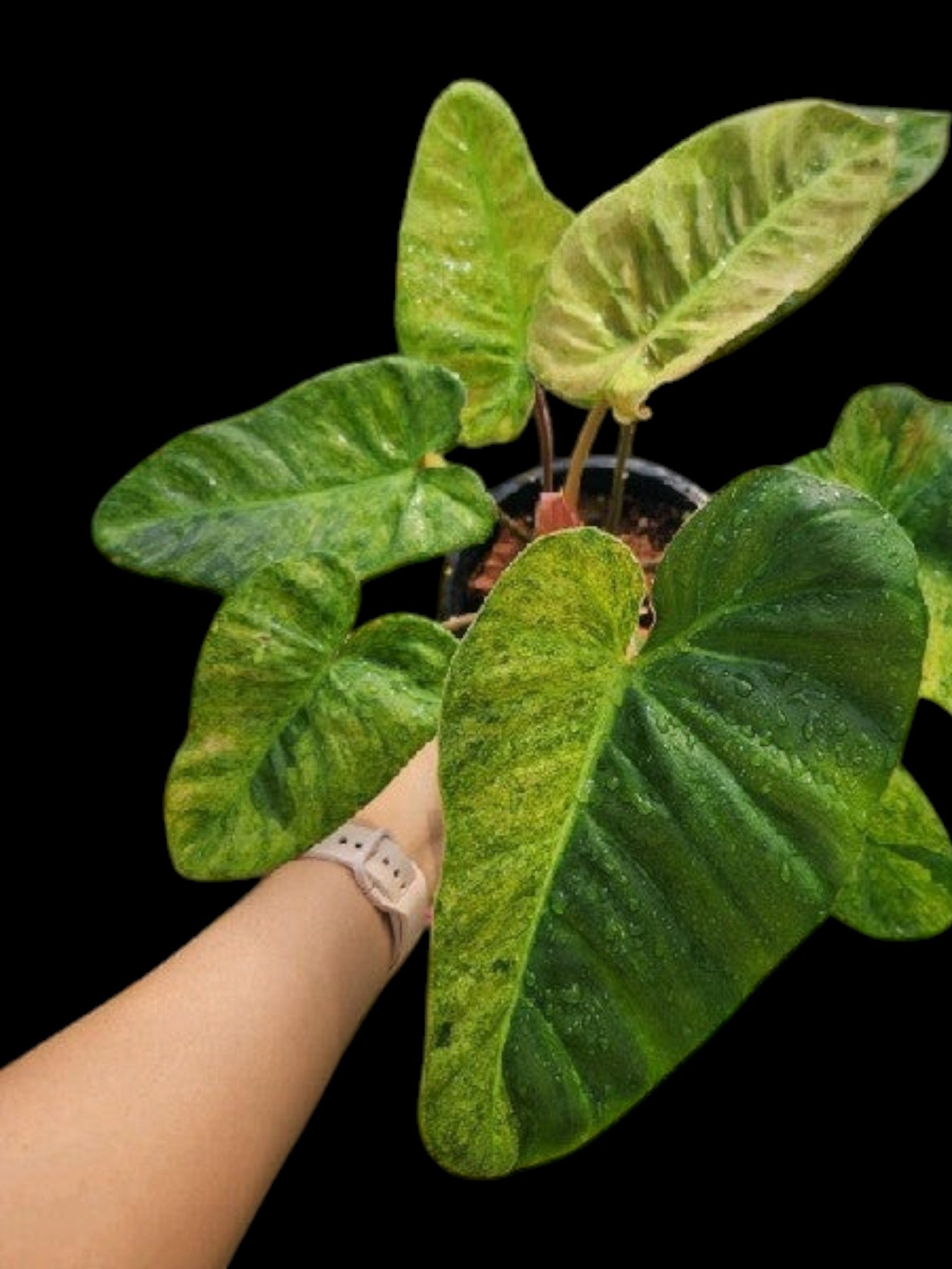 philodendron el choco red Philodendron El Choco Red x billietiae Marble – Amazon Garden Thailand