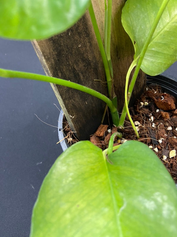 Epipremnum skelekton key