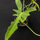 Philodendron Golden Dragon Narrow Form