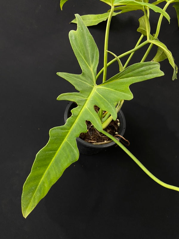 Philodendron Golden Dragon Narrow Form