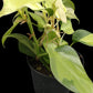 Philodendron hederaceum Cream Splash