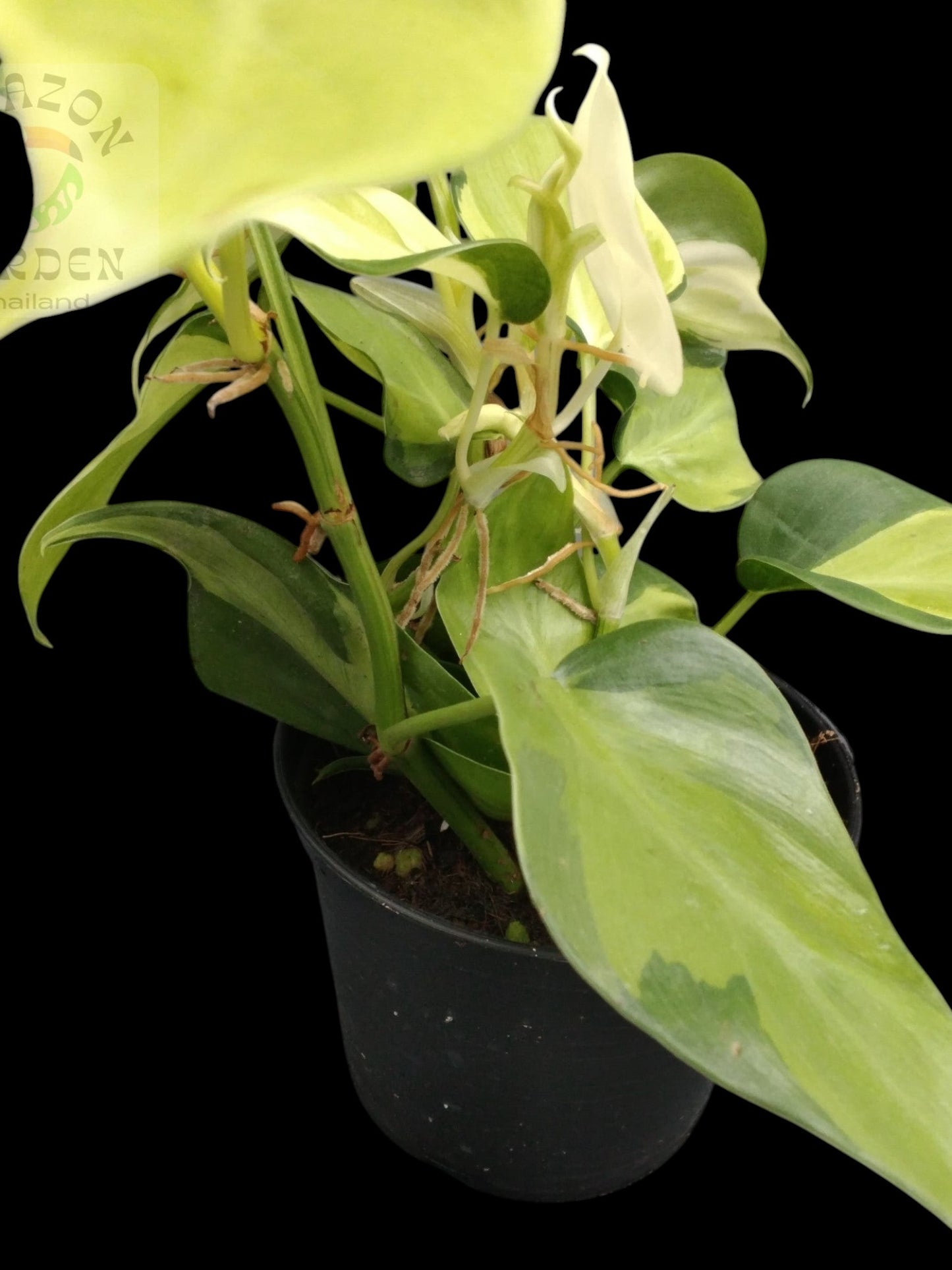 Philodendron hederaceum Cream Splash