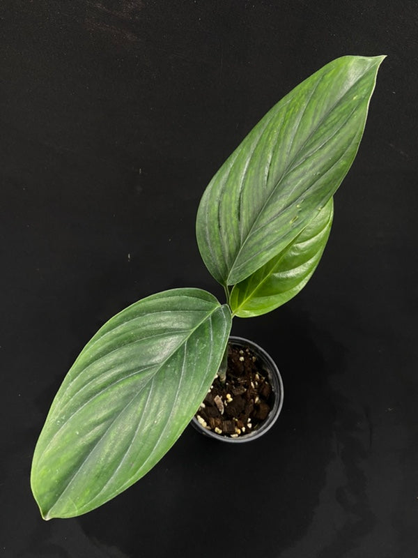 Monstera pinnatipartita Colombia
