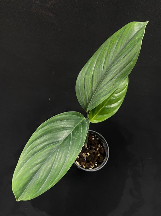 Monstera pinnatipartita Colombia