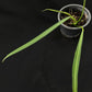 Philodendron alternans
