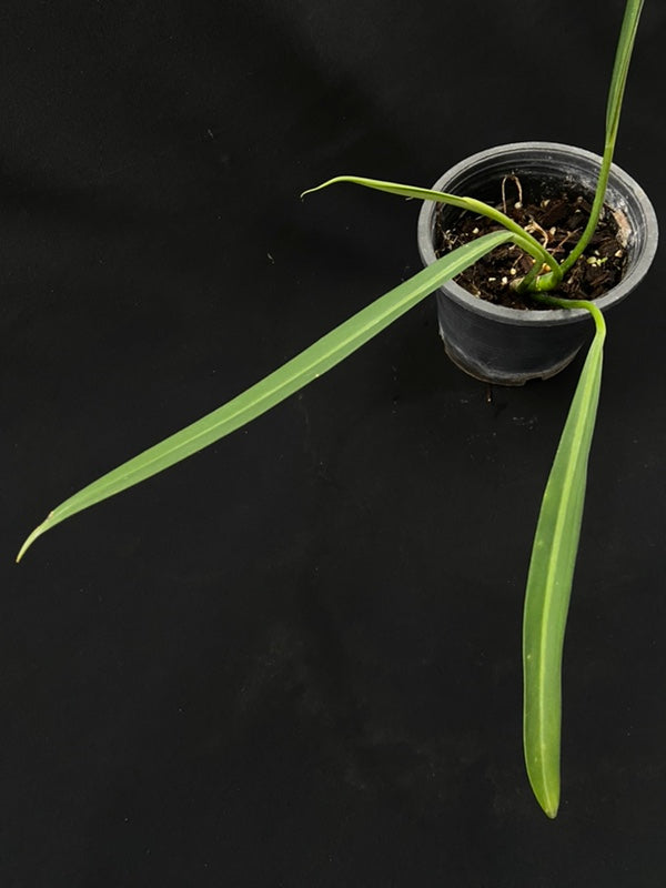 Philodendron alternans
