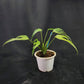Monstera burle marx flame medium