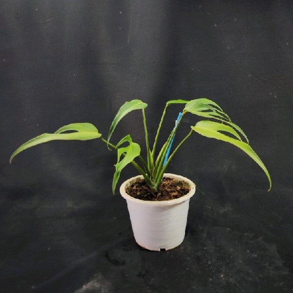 Monstera burle marx flame medium