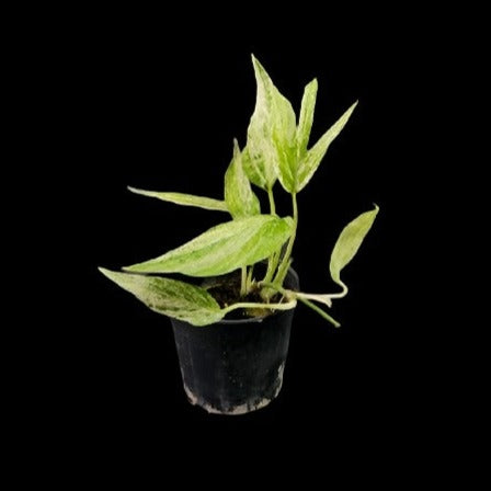 Amydrium zippelianum variegated