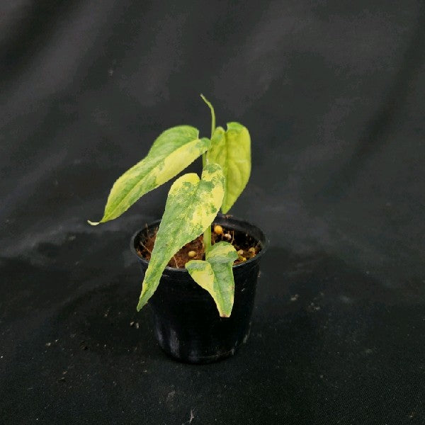 Monstera siltepecana variegated