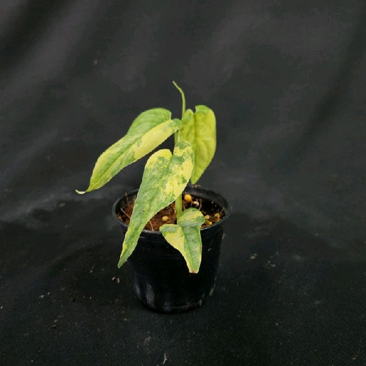 Monstera siltepecana variegated