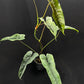 Philodendron felix