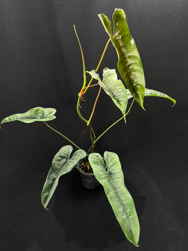 Philodendron felix