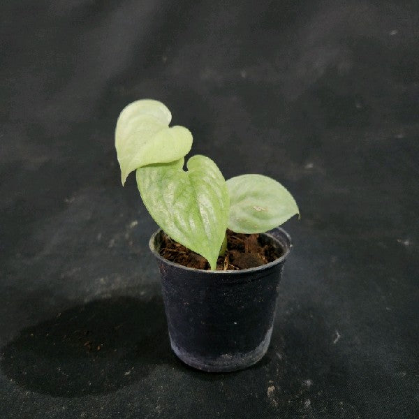 Scindapsus Lucens