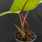 Philodendron Lincoln Park Zoo