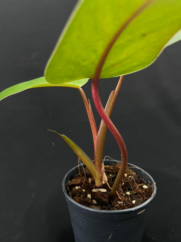 Philodendron Lincoln Park Zoo