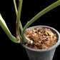 Monstera Thai Constellation