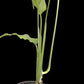 Monstera obliqua Tiwinza Narrow