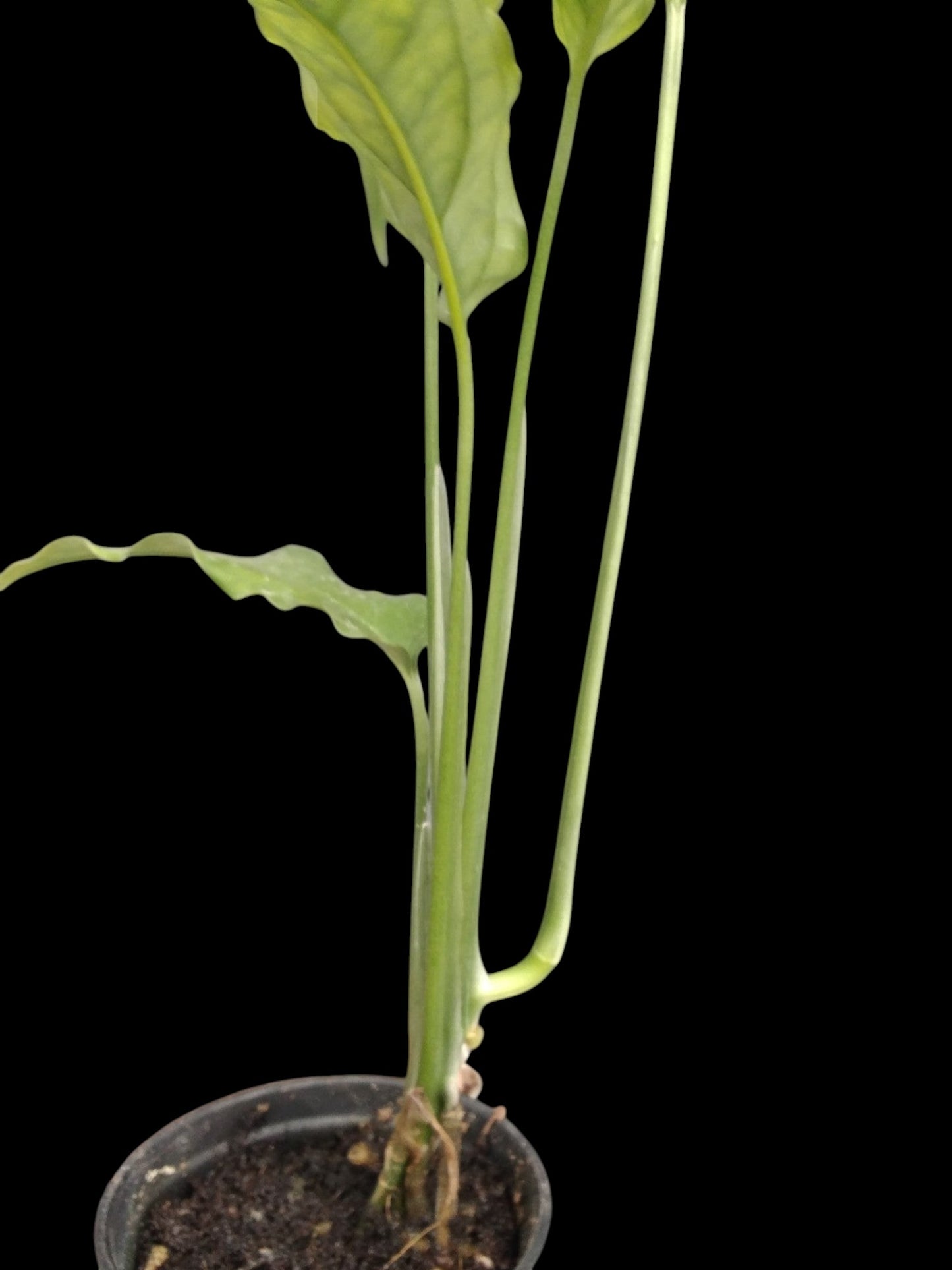 Monstera obliqua Tiwinza Narrow