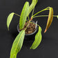 Philodendron heterocraspedon