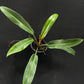 Philodendron ruizii