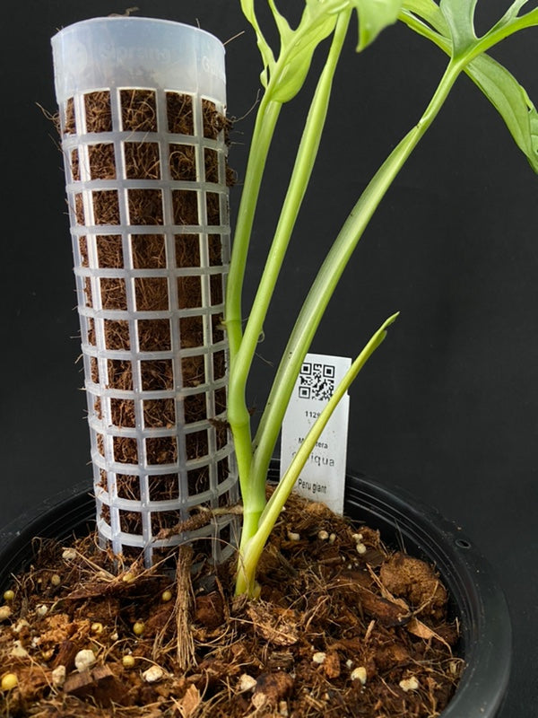 Monstera obliqua Peru Giant