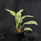 Epipremnum giganteum tricolor variegated